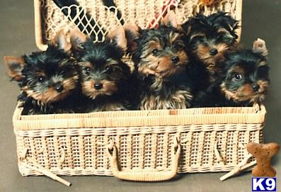 Yorkshire Terrier Puppies in FL